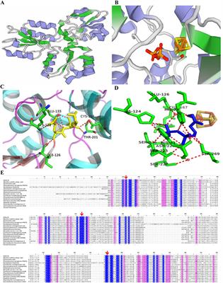 Microbial (E)-4-hydroxy-3-methylbut-2-enyl pyrophosphate reductase (IspH) and its biotechnological potential: A mini review